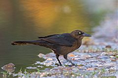 Great-tailed Grackle